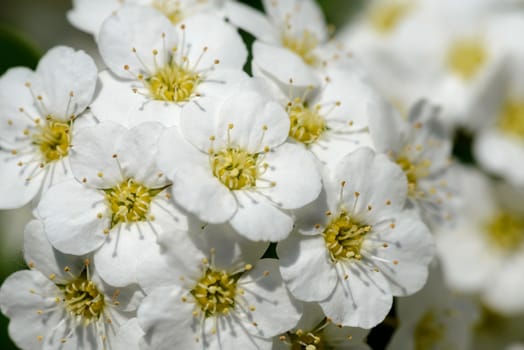 Macro of a spiraea bush showing the details of the soft white flowers under the spring sun