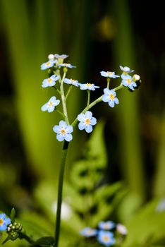 Little blue Myosotis flowers, also called forget me not , under the spring sun rays, with a dark background