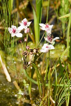 Butomus umbellatus growing near the Dnieper river in Kiev the capital of Ukraine, under a warm spring sun