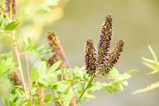 Pink Amorpha fruticosa flower also called desert false indigo, false indigo-bush, and bastard indigobush, with white and orange stamens full of pollen and new pink flowers