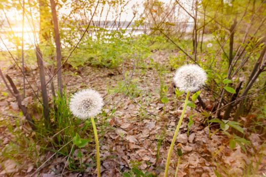 Two dandelions in the woods close to the river at sunrise during a soft spring day