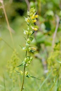 A Rhinanthus Angustifolius or Greater Yellow-rattle in the meadow under the warm summer sun