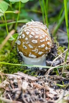 A young Amanita Pantherina, also called panther cap or false blusher, in a woods' natural ambient under the warm spring sun