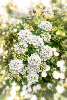 Close up of a spiraea bush showing the details of the soft white flowers under the spring sun