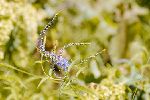 Pseudolysimachion longifolium (Veronica longifolia) also known as garden speedwell or longleaf speedwell, growing in the meadow under the warm summer sun