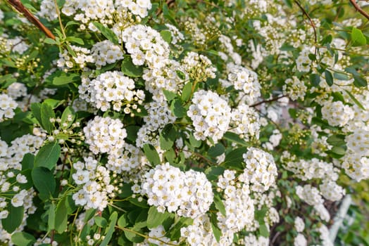 Close up of a spiraea bush showing the details of the soft white flowers under the spring sun
