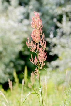 Red fresh Rumex acetosella, commonly known as sheep's sorrel, red sorrel, sour weed and field sorrel, in a green meadow under the warm summer sun, the forest appears in the background