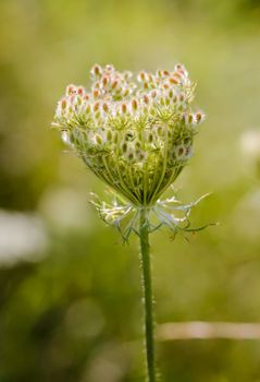 Macro of a closed wild carrot (Daucus Carota) close to a lake in Kiev, Ukraine