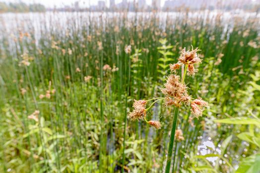 Close up photo of a Schoenoplectus flower growing in the Dnieper river in Kiev