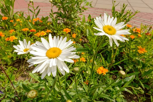 Big white daisies in the garden under the warm spring sun