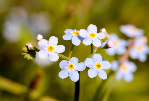 Little blue Myosotis flowers, also called forget me not , under the warm summer sun rays