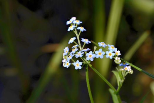 Little blue Myosotis flowers, also called forget me not , under the spring sun rays, with a dark background