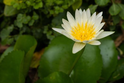 a samll creamy white lotus in a samll pond