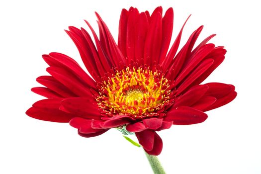 a blooming red flower