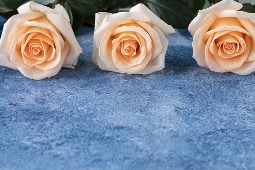 Three beautiful large peach color blooming caltivated roses on a blue and white acrylic paint background. Closeup with copy space.