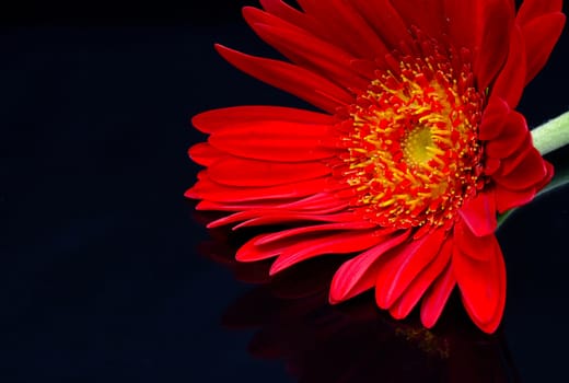 a beautiful blooming red blooming flower on a dark background