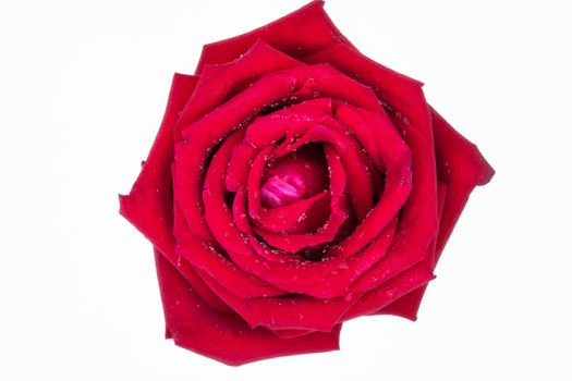 a red rose isolated