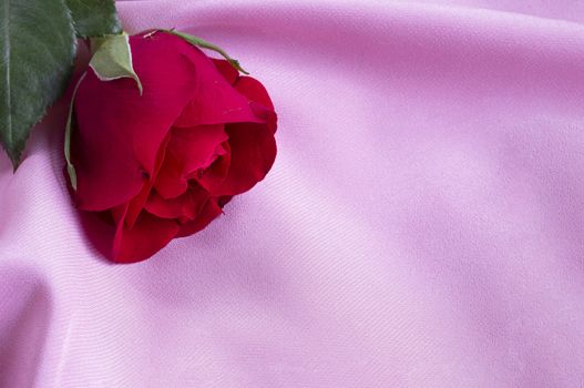 A beautiful single blooming red rose on soft pink slik cloth background.