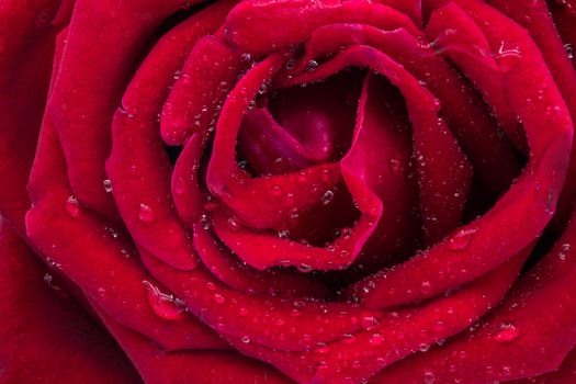 a close up photograph of a red rose