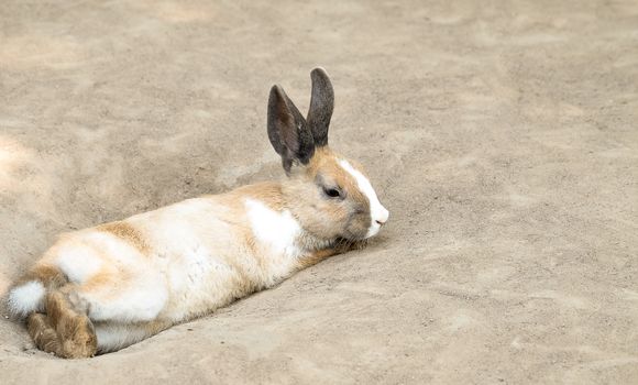 Cute little dark-eyed rabbit with long ears laying on the ground. Selective focusing.