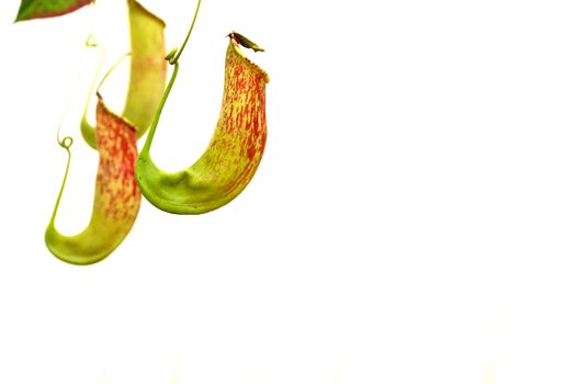 a pitcher plant in the Queen's botanical garden in the north of thailand, closeup shot, white background