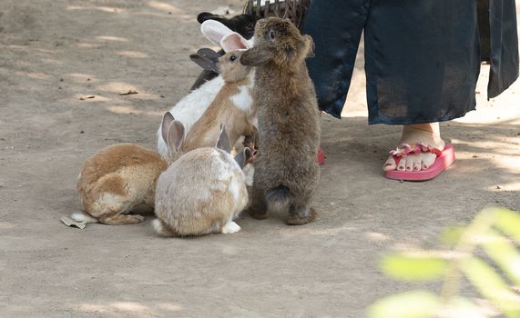 Cute little rabbits begging for food from a visitor at the petting zoo. Animals activity focusing with a small part of an unidentifiable person as background.