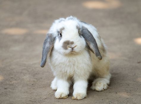 Cute little rabbit with long floppy ears standing on the ground. Selective focusing. A lop-eared rabbit.
