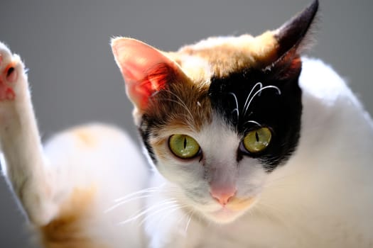 A portrait of a young domestic female cat with beautiful green eyes and orange, brown, black and white short fur