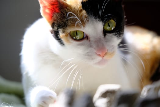 A portrait of a young domestic female cat with beautiful green eyes and orange, brown, black and white short fur