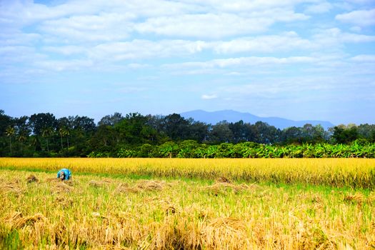 a farmer is harvesting ripe rice corp in the field in northern Thailand