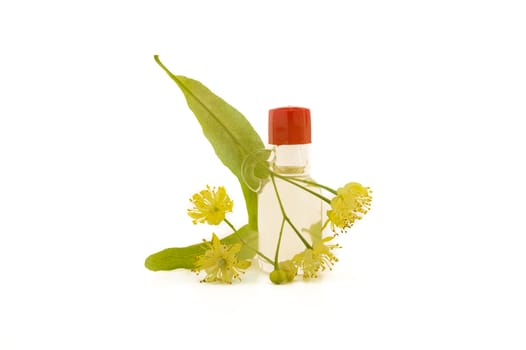 Fresh Linden or Tilia flowers and leaves with essential oil bottle in a therapeutic aromatherapy still life isolated on white background