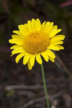 Cota tinctoria (Anthemis tinctoria) 'Golden Rays' a golden yellow herbaceous springtime summer flower plant commonly known as dyer's chamomile