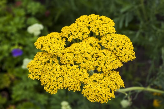 Achillea fillpendulina 'Gold Plate'  a summer flowering plant commonly known as yarrow or gold plate