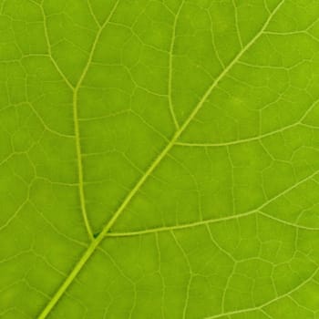 Green leaf texture useful as a background, square