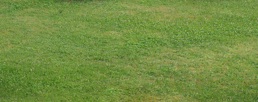 green meadow grass useful as a background