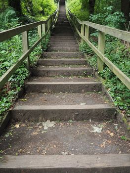 stairway in the woods amidst the greenery