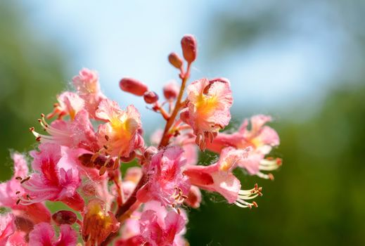 Red Aesculus x Carnea, or Red Horse-chestnut Flower under the bright spring sun