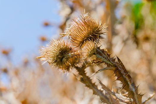 Macro of dry Cirsium vulgare, also called spear thistle, bull thistle, or common thistle, growing on the hill close to the lake. Kiev, Ukraine