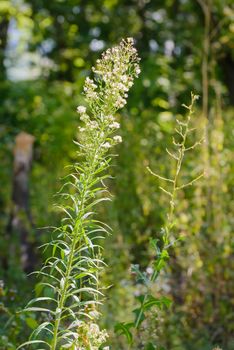 Erigeron canadensis plant also called horseweed, Canadian horseweed, Canadian fleabane, coltstail, marestail and butterweed