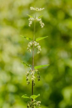 Nettle, Urtica dioica, also called common nettle or stinging nettle, with white flowers, on forest background