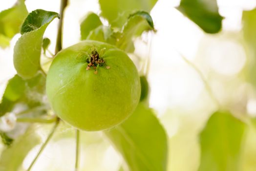 Young little wild apples on the tree at the end of spring