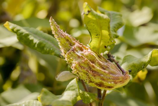 Closeup of the Asclepias Syriaca fruit, also called milkweed or silkweed. This plant produces latex