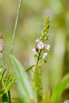 Galerucella Neogalerucella calmariensis, also called purple loosestrife beetle, on a pink Veronica anagallis-aquatica flower, also called water speedwell, or blue water-speedwell