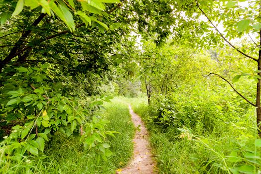 A trail in the woods during a summer morning