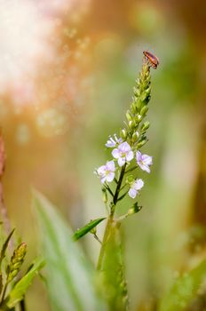 Galerucella Neogalerucella calmariensis, also called purple loosestrife beetle, on a pink Veronica anagallis-aquatica flower, also called water speedwell, or blue water-speedwell