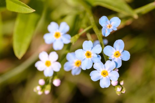 Little blue Myosotis flowers, also called forget me not , under the warm summer sun rays