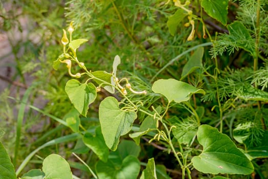 A Birthwort also called Aristolochia clematitis is growing in the sand under the warm summer sun