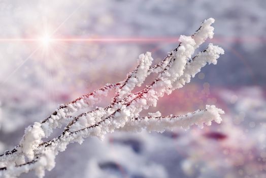 Magic macro of a twig covered by snow and frost in winter, with the sun in the background