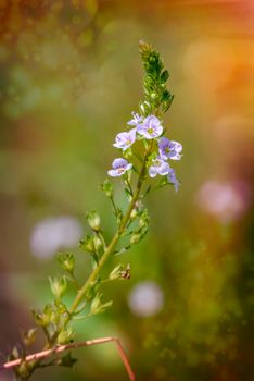 A pink Veronica anagallis-aquatica flower, also called water speedwell, or blue water-speedwell under the warm summer sun