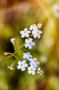 Little blue Myosotis flowers, also called forget me not , under the warm summer sun rays